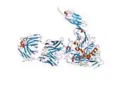 2ny6: HIV-1 gp120 Envelope Glycoprotein (M95W, W96C, I109C, T123C, T257S, V275C,S334A, S375W, Q428C, G431C) Complexed with CD4 and Antibody 17b