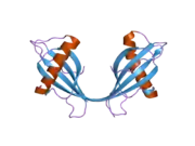 2oct: Stefin B (Cystatin B) tetramer