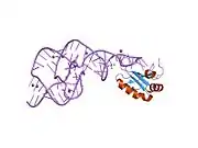 2oj3: Hepatitis Delta Virus ribozyme precursor structure, with C75U mutation, bound to Tl+ and cobalt hexammine (Co(NH3)63+)