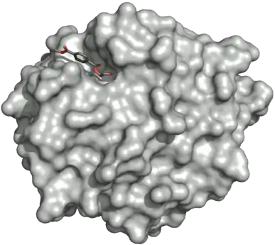 Surface of the PETase double mutant (R103G and S131A) with HEMT (1-(2-hydroxyethyl) 4-methyl terephthalate) bound to its active site. HEMT is an analogue of MHET, and has an additional methanol esterified to it. PDBID: 5XH3.