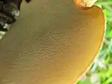 Polyporus squamorus pores