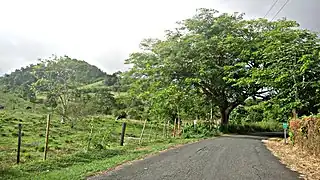 Kilometer 1.0 on a road in Naguabo