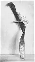 Asparagus (Asparagus officinalis) fasciation. Note the flattened state of the stem. Image published 1893.