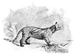 L. c. braccatus. Illustration (1897)