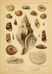Molluscs from the voyage, from Forbes (1850)