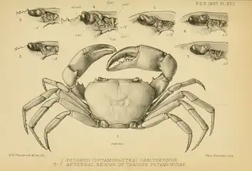 Potamonautes lirrangensis and other crabs