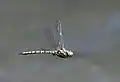 Male in flight