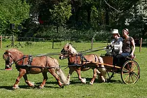 two light brown ponies pulling a small cart, one hitched in front of the other