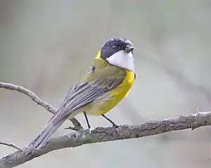 Image 14Australian Golden WhistlerPhoto: JJ HarrisonThe Australian Golden Whistler (Pachycephala pectoralis) is a species of bird found in Australia and parts of Indonesia. Males, like the one pictured here, have a bright yellow underside and nape, olive-green back and wings, a black head and chest-band, and a white throat; females are generally a dull brownish-grey.More selected pictures