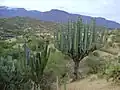 Plants growing in Tomellin, Oaxaca