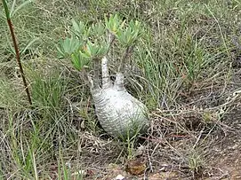 Pachypodium rosulatum subsp. gracilius in Isalo N. P., Madagascar