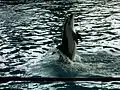 A Pacific white-sided dolphin back tail-walking