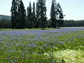 Camas blooming at Packer Meadows, near Lolo Pass, Idaho