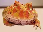 Albino Argentine pacman frog, with brilliant yellow color