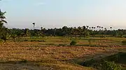 Paddy Fields