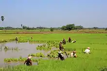 a green paddy field