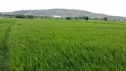 Rice paddy fields in Kondapuram