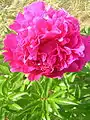 The double-flowered peony cultivar 'Linné'