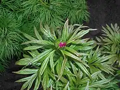 Paeonia intermedia