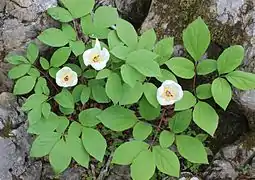 Paeonia obovata japonica