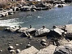 Public hot spring soaking pools along the banks of the San Juan River