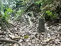 Border stone in Mount Nuang hiking track. Marks the boundary between Selangor and Pahang.