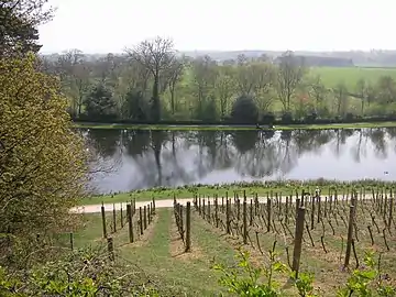The vineyard in winter