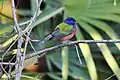 A wintering male painted bunting at the Okeeheelee Nature Center, Florida.