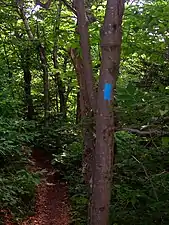 A blue side-trail blaze, on Mount Greylock in Massachusetts