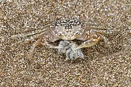 An adult Ocypode gaudichaudii eating