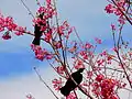 Two tui in a flowering P. campanulata tree