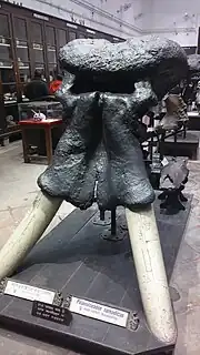 Palaeoloxodon namadicus, extinct elephant