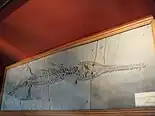 Fossil in a museum