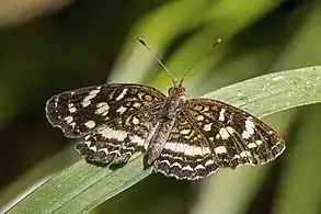 A. f. tulcis, female, Belize