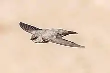 A square-tailed pale brown swallow in flight, viewed from below