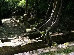 Ruins at Palenque enveloped by tropical rainforest vegetation