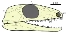 Skull reconstruction of Paleothyris