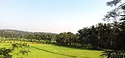 Pallippuram paddy fields