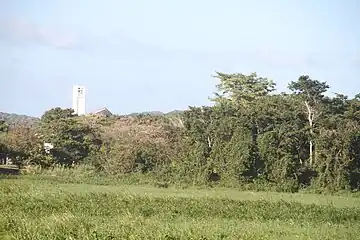 Palmas del Mar Chapel tower near the Pterocarpus forest.