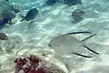 A palometa seen off the coast of Bonaire