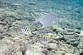 Another palometa, swimming with a sergeant major (Abudefduf saxatilis)