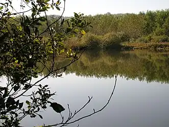 View of the lake and the wetlands
