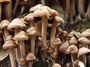 Panaeolus cinctulus