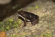 Common rocket frog