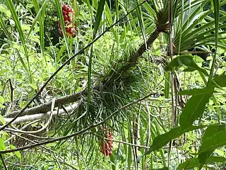 Densely packed "pups" on upper branches