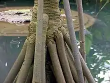 Stilt roots in Pandanus sp.