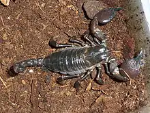 Image 28This female Pandinus scorpion Has heavily sclerotised chelae, tail and dorsum, but has flexible lateral areas to allow for expansion when gravid (from Arthropod exoskeleton)