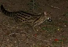 Brown spotted viverrid