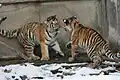 Siberian tiger cubs playing in the snow at the Buffalo Zoo.