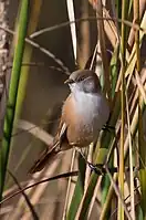 Adult female in Kent, England